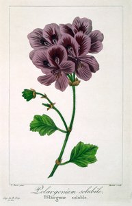 Pelargonium, 1836 da Pancrace Bessa